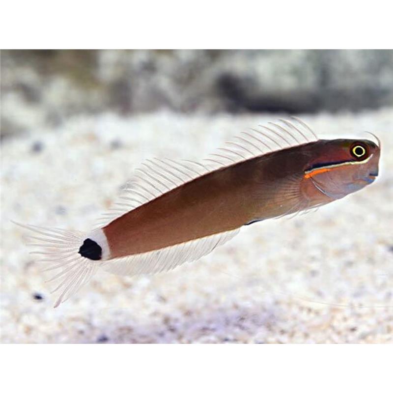 Tail Spot Blenny (Ecsenius Stigmatura) - imagine 4